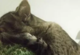 Niños en Zacatecas imitan al crimen organizado y privan vida de mascota