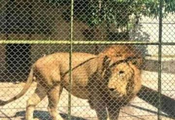 León en cautiverio mata a cuidador; el animal fue sacrificado