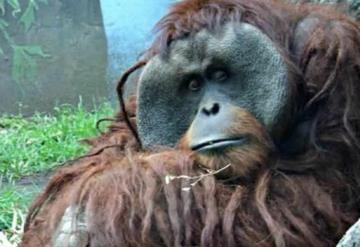 Fallece ´Toto´, el único orangután del Zoológico de CDMX 