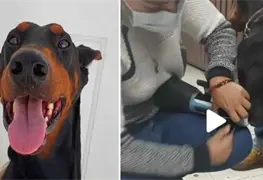 Conoce a Prince el doberman que recibi&oacute; una pr&oacute;tesis tras perder su pata izquierda