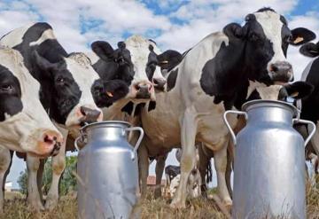 Hombre enloquece, demanda a sus vacas por no producir leche