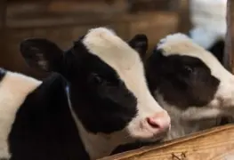 Joven decide regalarle una vaca a su pareja por navidad y se vuelve viral por su reacción