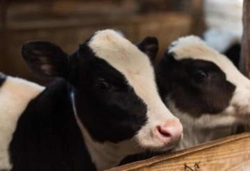 Joven decide regalarle una vaca a su pareja por navidad y se vuelve viral por su reacción