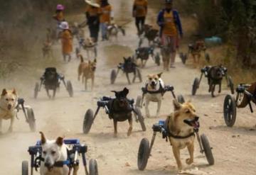 Historia viral; perros discapacitados en Tailandia reciben sillas de ruedas y vuelven a correr