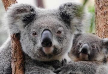 Australia presenta cientos de cargos por crueldad animal debido a muerte de koalas