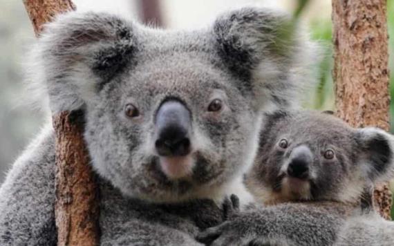 Australia presenta cientos de cargos por crueldad animal debido a muerte de koalas