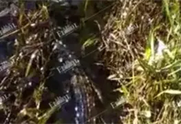 Roban tuber&iacute;a de Pemex y afectan la fauna silvestre