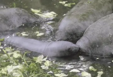 Continúa la muerte de manatíes en los Bitzales