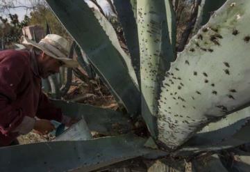 Plaga de moscas azota comunidades en desierto potosino