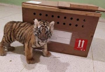 Rescatan a pequeño tigre en aeropuerto