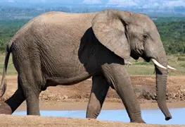 Elefante enfurece y vuelca un auto con dos ni&ntilde;os dentro