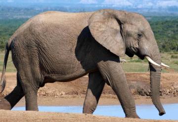 Elefante enfurece y vuelca un auto con dos niños dentro