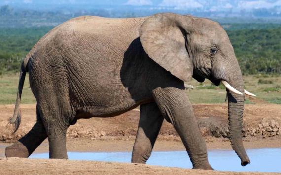 Elefante enfurece y vuelca un auto con dos niños dentro