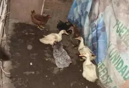 Perros y aves en desnutrición fueron rescatados de un predio en Coacalco
