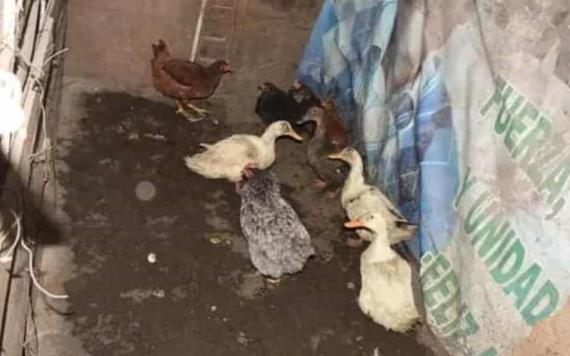 Perros y aves en desnutrición fueron rescatados de un predio en Coacalco