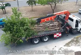 Aclara Fonatur que no hubo tala de 20 mil &aacute;rboles para obra del Tren Maya