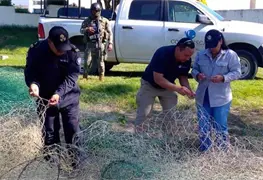 Conapesca contribuye a cuidar a la conservaci&oacute;n del manat&iacute;.