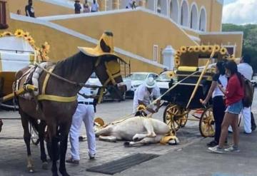 En tan solo tres días este es el segundo caballo que se desploma en Izamal