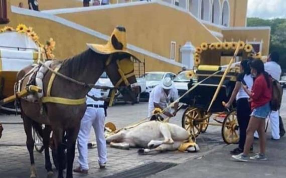 En tan solo tres días este es el segundo caballo que se desploma en Izamal