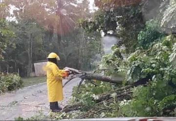 Liberan carretera Tacotalpa-Tapijulapa de árboles caídos