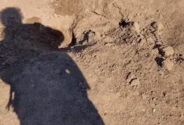 Colectivo de madres hallan fosa clandestina con 8 cuerpos en Sonora