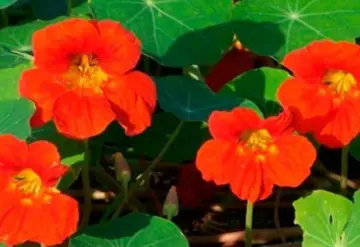 Esta es la poderosa planta que alejará las plagas y los hongos de tu jardín