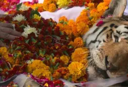 Despiden a tigresa que dio esperanza a su especie con 29 crías