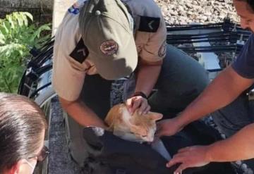 Rescatan a gatito de una antena de 15 metros