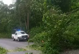 Retiran árboles de carretera Tacotalpa-Tapijulapa