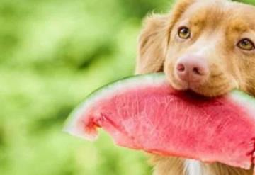 Las frutas y verduras que puede comer tu mascota ¡Agrégalas a su dieta!