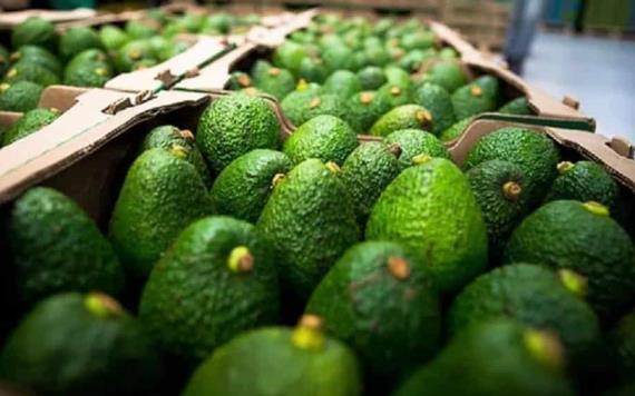 EU suspende envíos de aguacate de Michoacán por amenazas recibidas en Uruapan