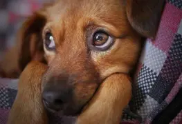 En Hidalgo un hombre muere ahogado al intentar rescatar a su perro