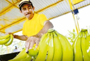 Crearán laboratorio para clonar banano resistente a plagas