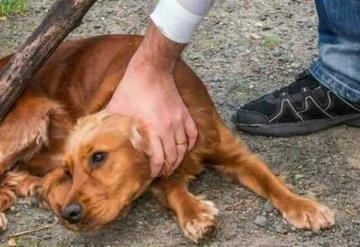 Se deben cumplir requisitos para denunciar maltrato animal y atenderse este con apego a derecho