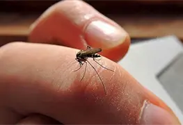 Alerta epidemiol&oacute;gica en Per&uacute; por brote de dengue; van 8 muertos