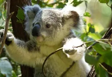 Declaran a Koalas en peligro de extinción