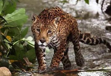 Agrupación defensora del Jaguar clama por su conservación en Campeche