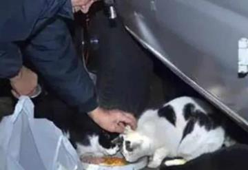 Hombre en EU recolecta chatarra para venderla y alimentar a gatitos callejeros