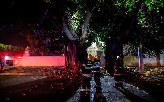 Indigente muere electrocutado, dormía en la copa de un árbol