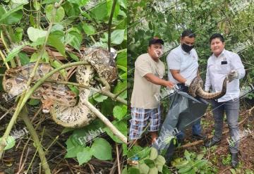 Liberan masacuata de 3 metros de largo en la colonia Nuevo Torno Largo