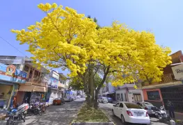 Habrá Festival del Guayacán
