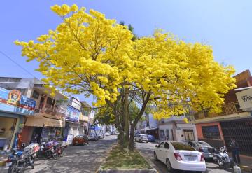 Habrá Festival del Guayacán