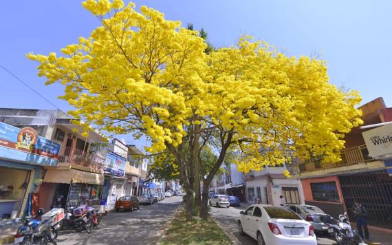 Habrá Festival del Guayacán