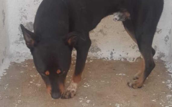 Mujer de 20 años muere tras ataque de un perro en Cuernavaca