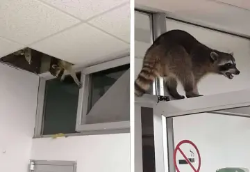 Mapaches "invaden" hospital del ISSSTE