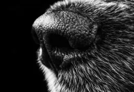 Dan tres años de cárcel a hombre que mató a perrito en Puebla