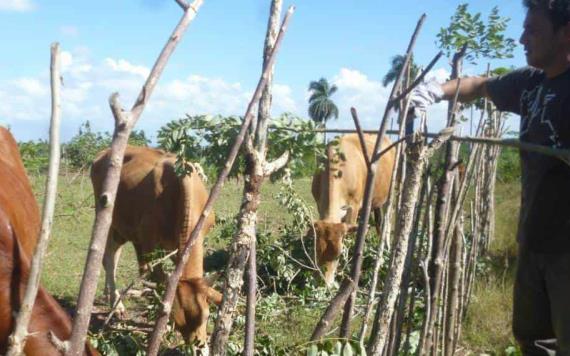 Calificarán delito de hurto de ganado como grave, hasta 60 años de cárcel