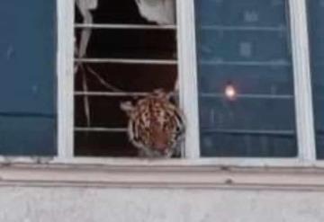 Aseguran a tigre de bengala que se asomaba en ventana de una casa