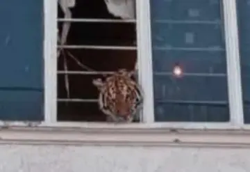 Aseguran a tigre de bengala que se asomaba en ventana de una casa