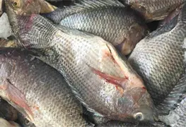 Rebasa los cien pesos el Kilo de mojarras en Jalpa de M&eacute;ndez